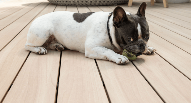 Dog on DecoDeck-DNADesign_Curly Birch